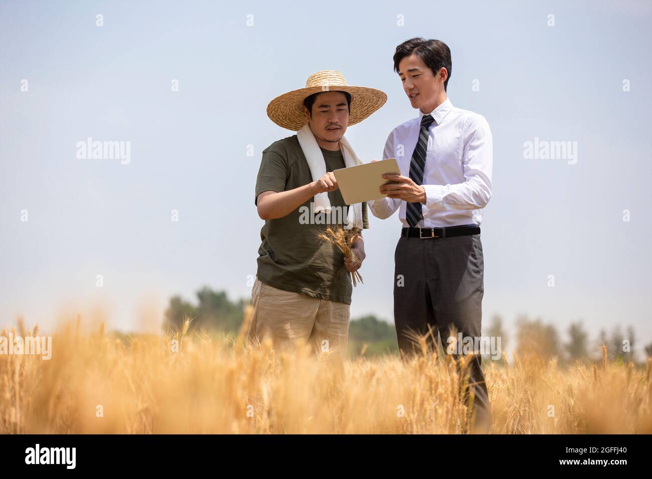 Businessman standing grain field hi-res stock photography and images ...