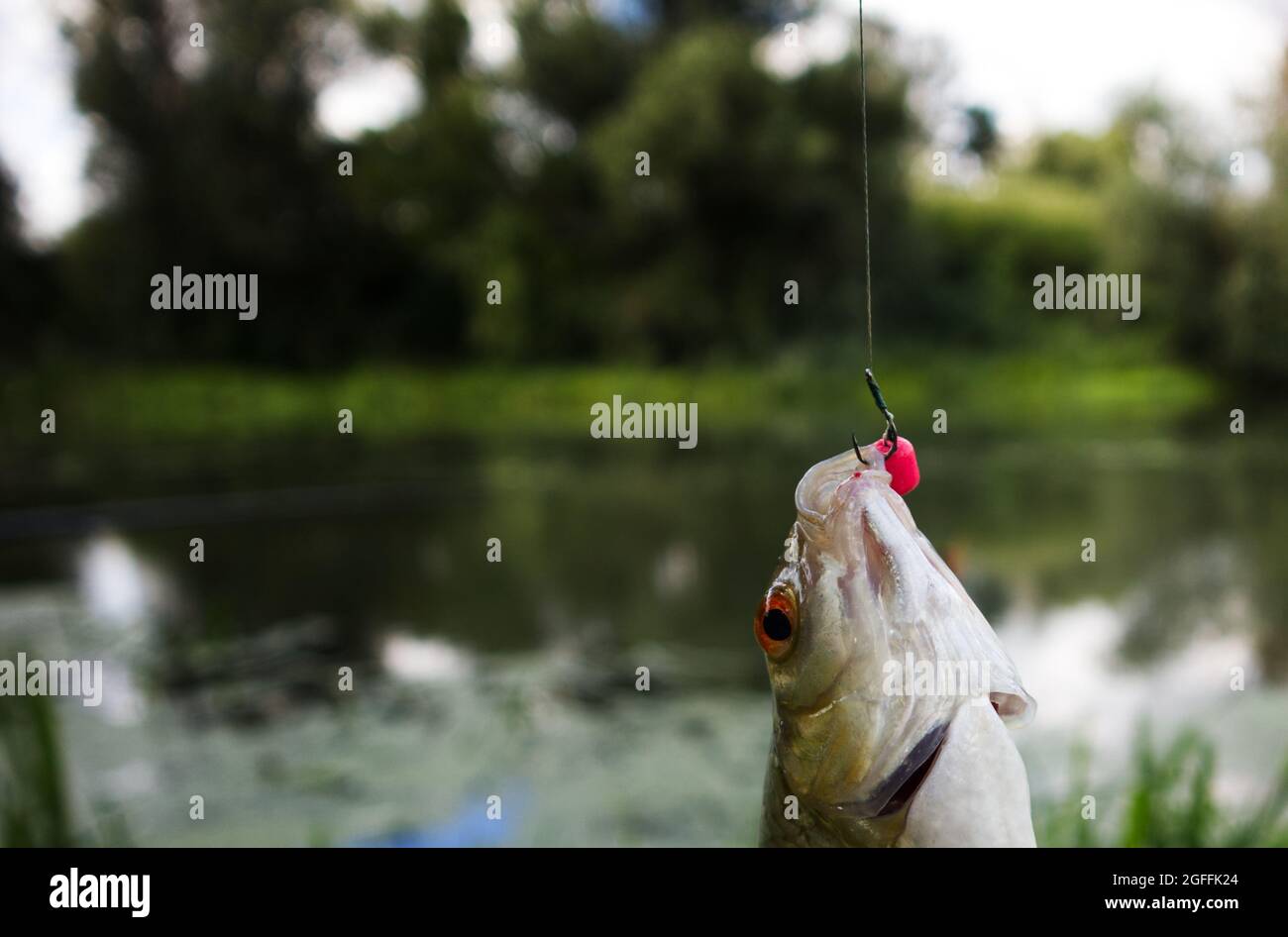 Roach caught on bait by the river, hanging on a hook. Freshly caught fish  on a hook and fishing line. Close up Stock Photo - Alamy