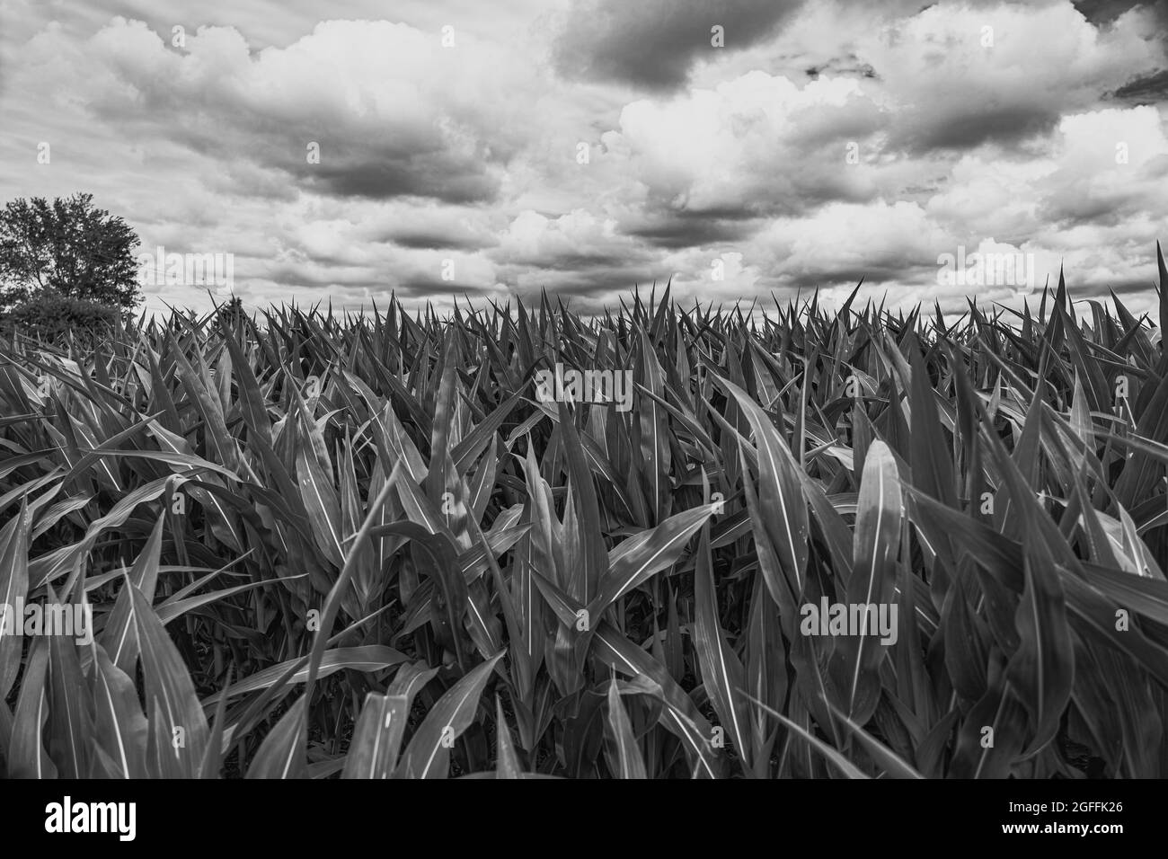 Iowa in Black and White Stock Photo - Alamy