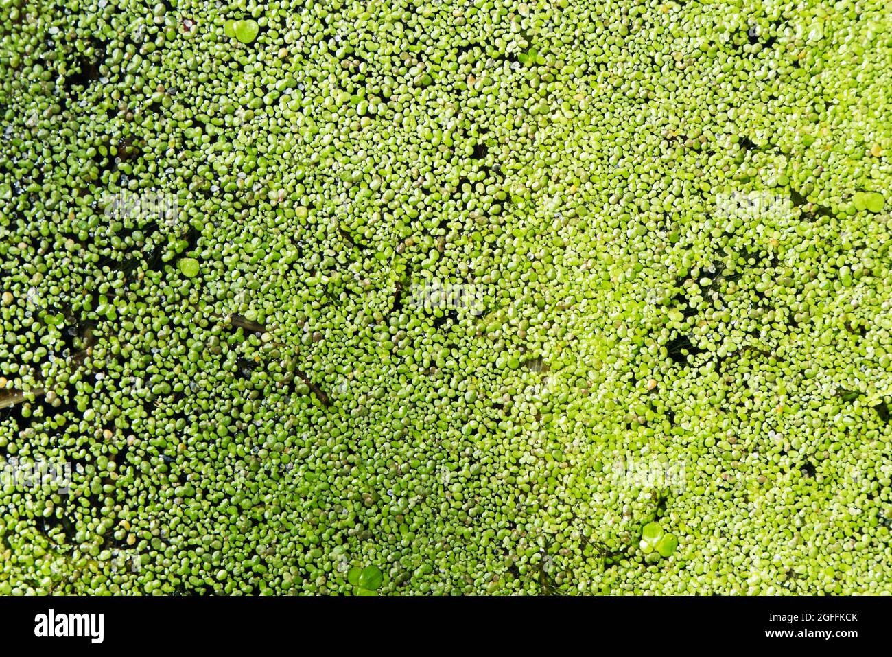Top view of green fresh duckweed, water lentils, or water lenses. Stock Photo