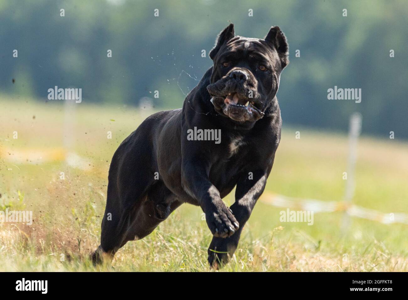 How fast can a cane sales corso run