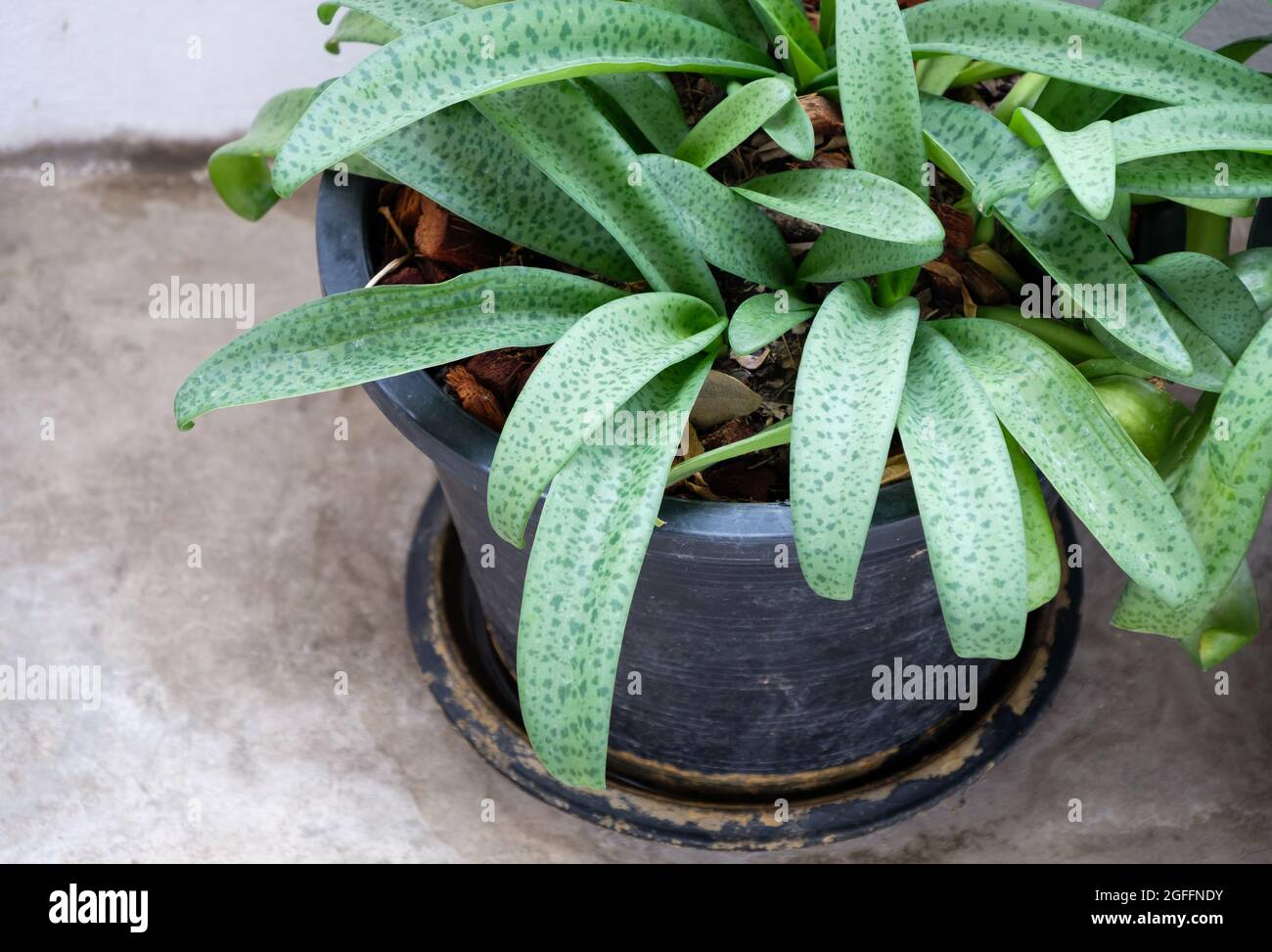 The giant squill (DRIMIOPSIS MACULATE LINDL. & PAXTON) in the black plastic pot near the terrace of the office building for a decorated, front view wi Stock Photo