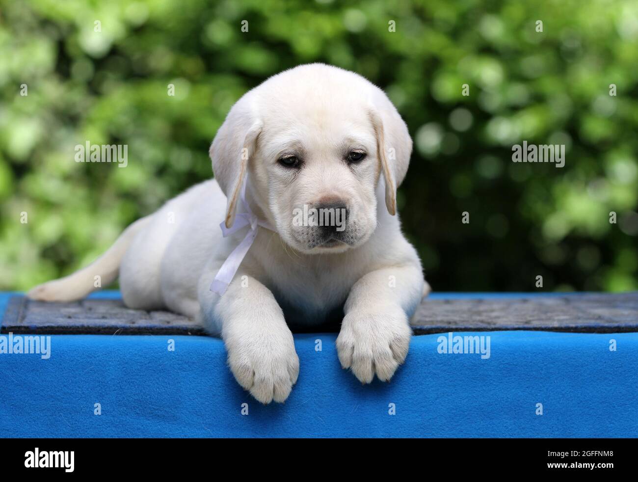 the nice yellow labrador puppy on the blue background Stock Photo - Alamy