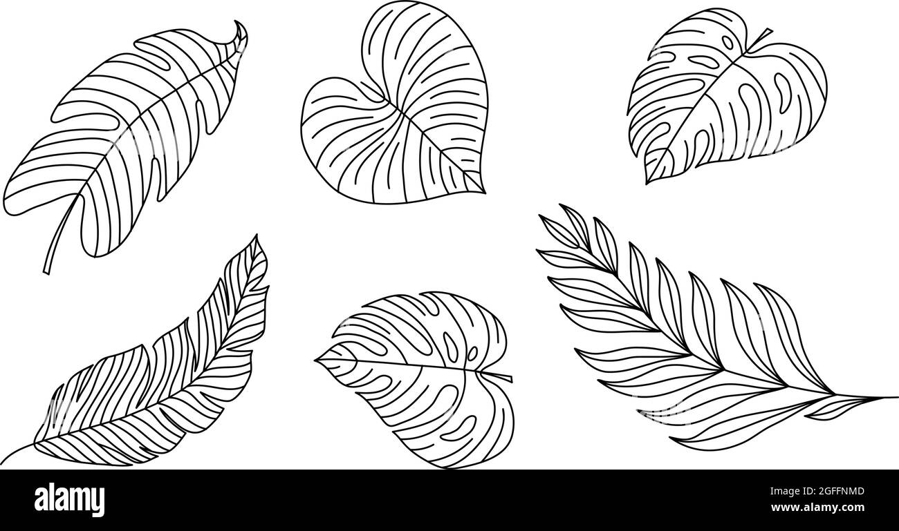 Set of Contour Illustration of Monstera Leaves. Tropical Flora