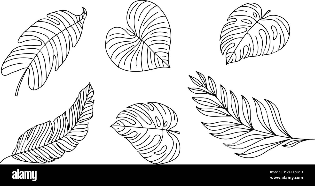 Monoline vector drawing exotic tropical leaf monstera plant. Printable  decorative set houseplant for home wall decor poster ornament monoline.  Modern Stock Vector Image & Art - Alamy