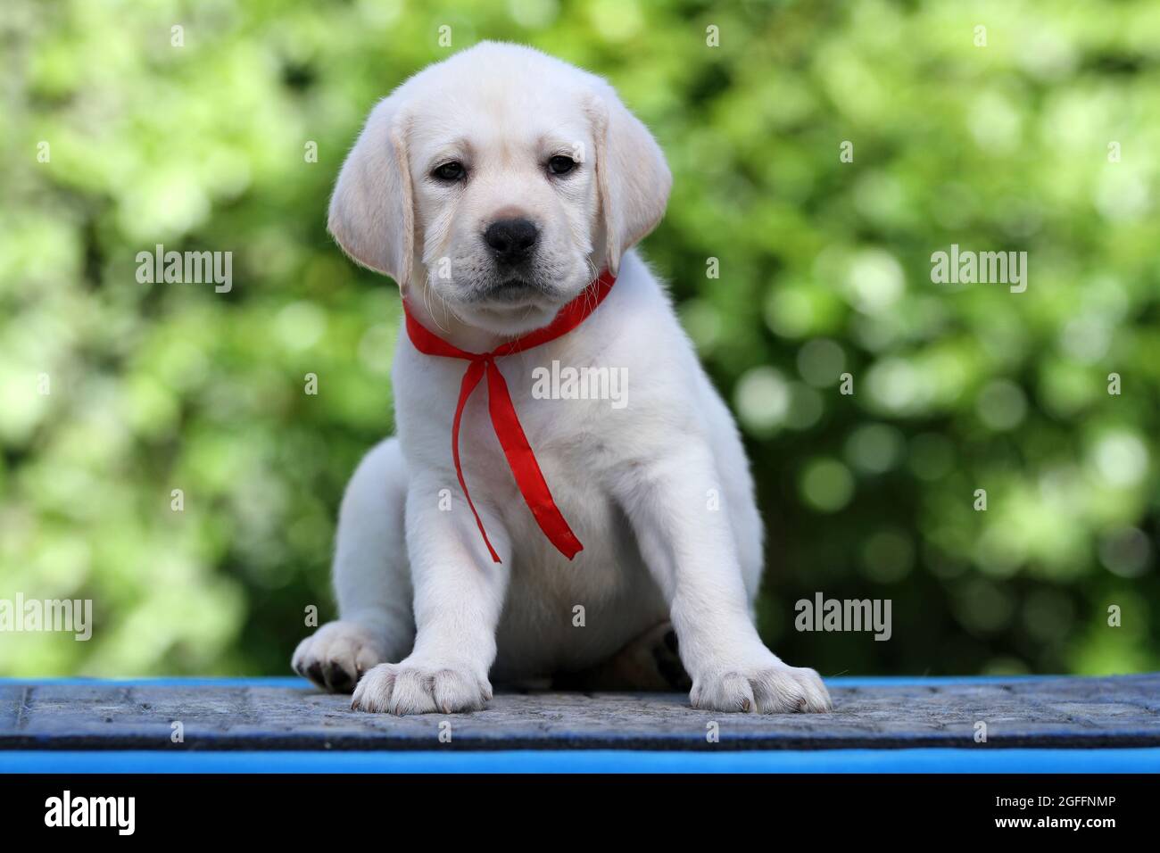 nice yellow labrador puppy on the blue background Stock Photo - Alamy
