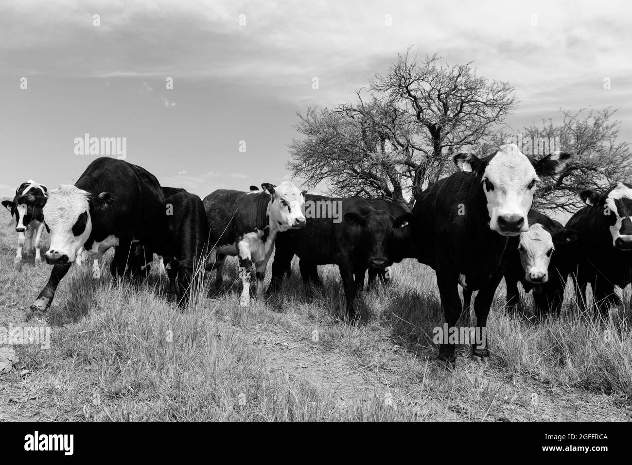 Cows raised with natural pastures, meat production in the Argentine countryside, La Pampa Province, Argentina. Stock Photo