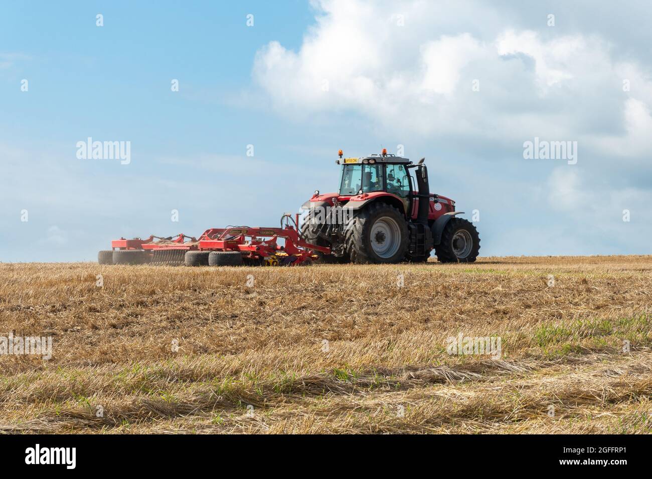 Red Massey Ferguson tractor working in a corn field during summer, West Sussex, England, UK Stock Photo