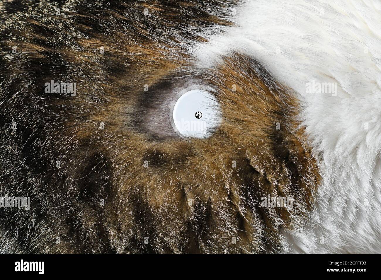 Small glucose monitoring sensor system on fur of cat with diabetes