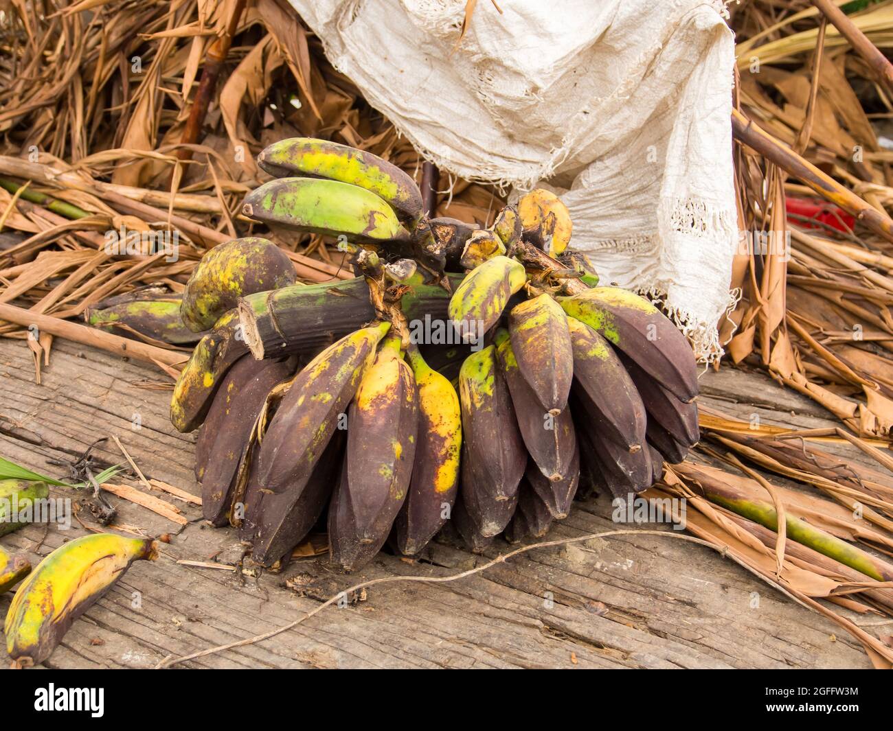 Bunch of small ripe bananas freshly picked from the tree Stock Photo ...