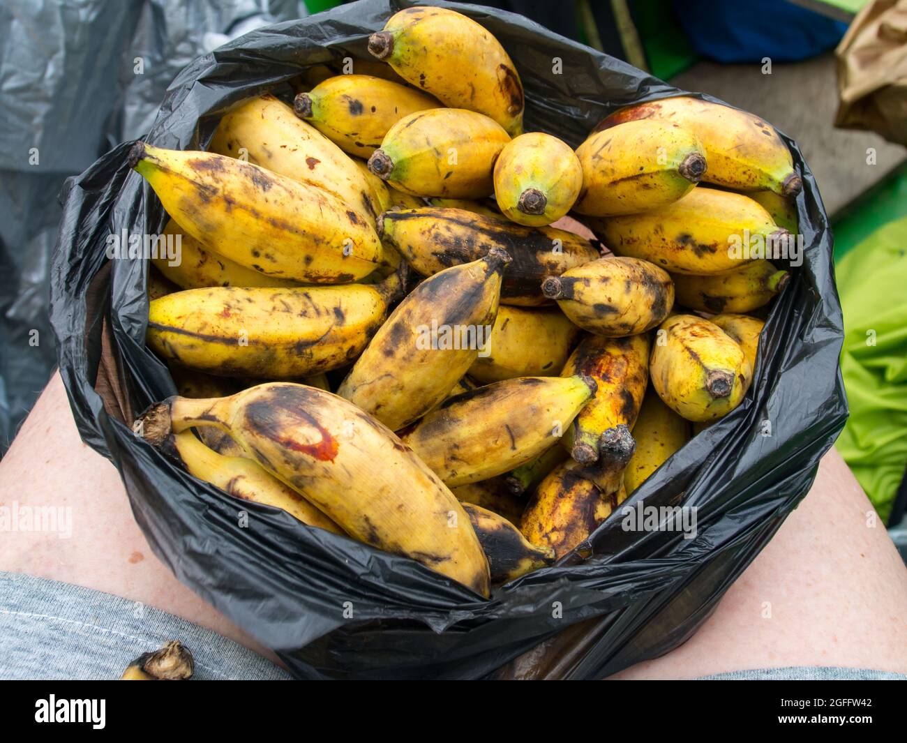 Bunch of small ripe bananas freshly picked from the tree Stock Photo ...