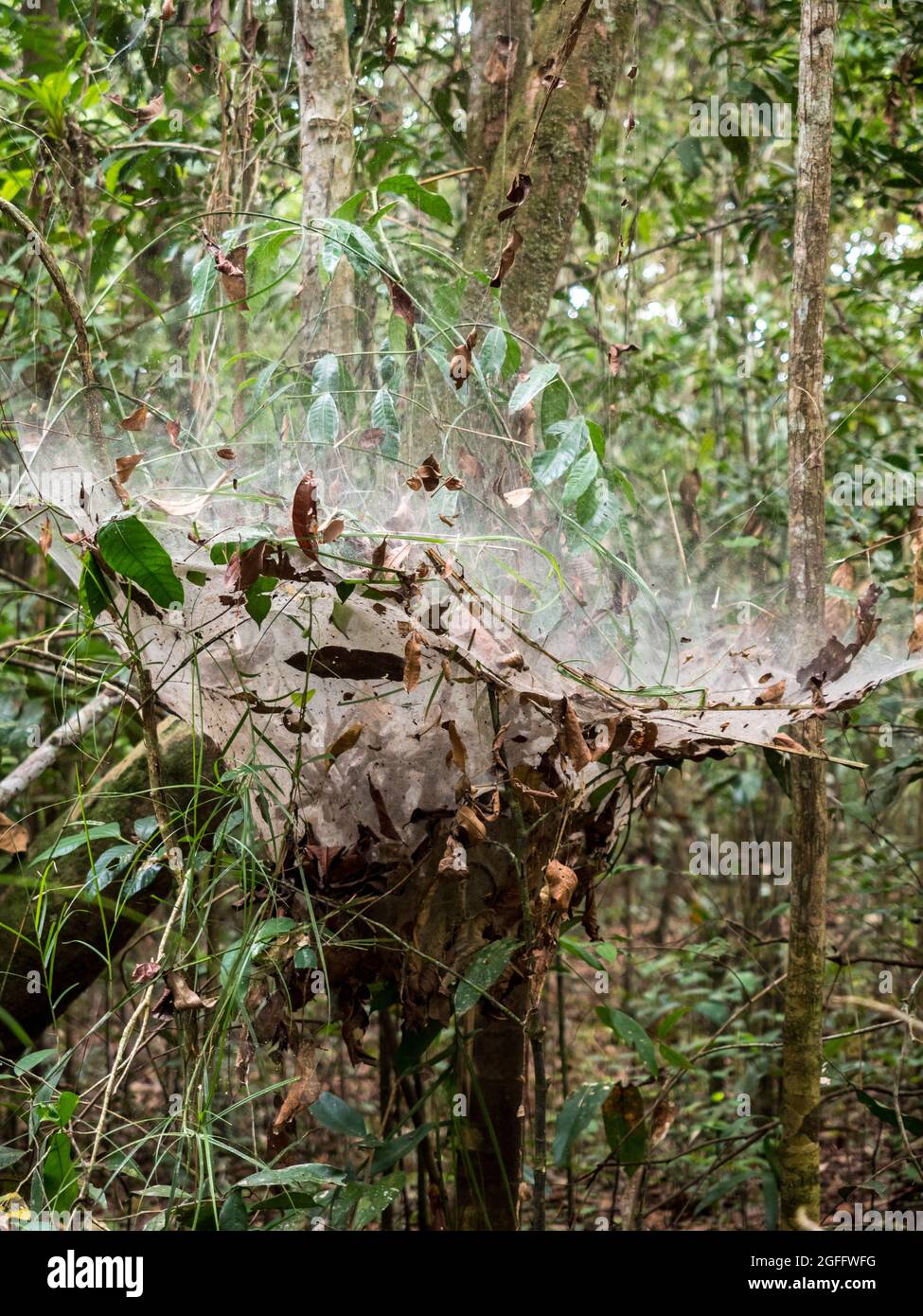 A huge spider's nest in the Amazon jungle. Amazonia. South America