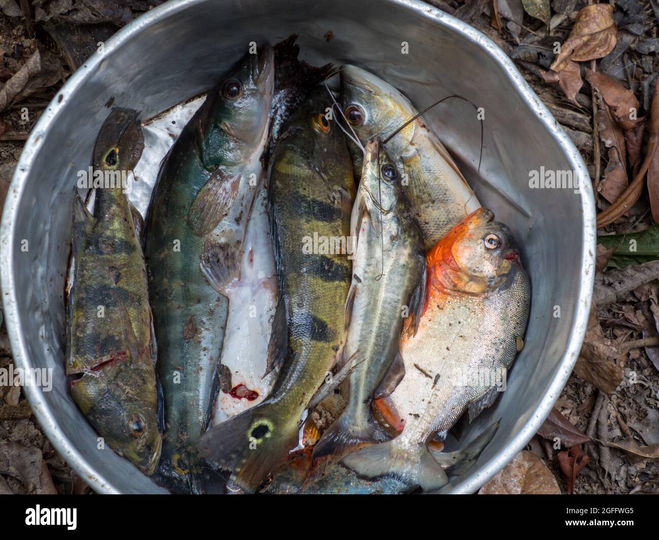 Piranhas and other fish from the Amazon River in a large metal bowl at the bazaar in the port of