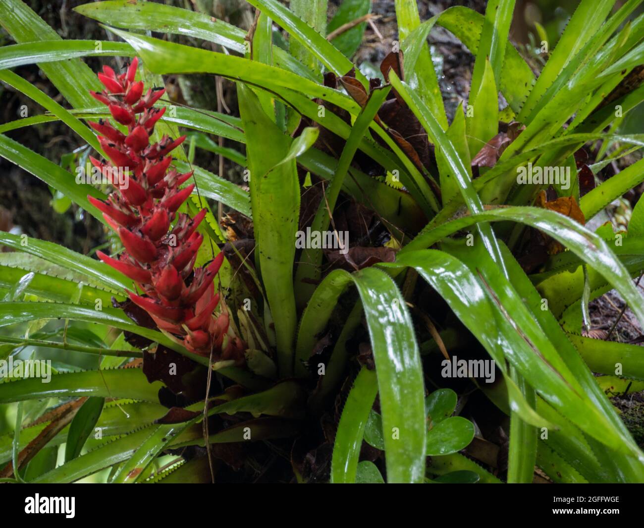 Red, beautiful flower in the Amazon rainforest during the rain. Bromelia is the type genus of the plant family Bromeliaceae, Amazonia. Latin America. Stock Photo