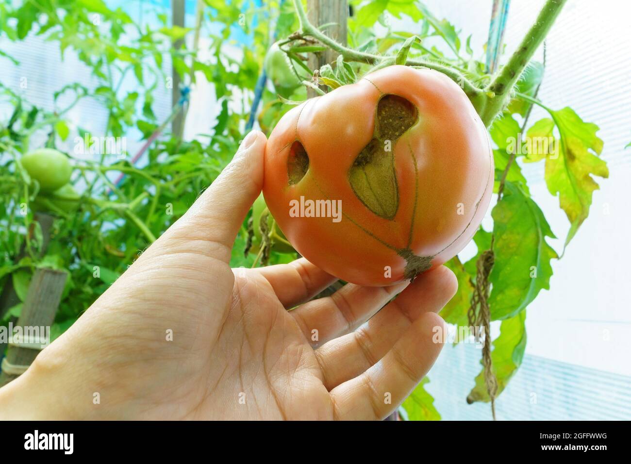 17+ Tomato Plant Root Rot