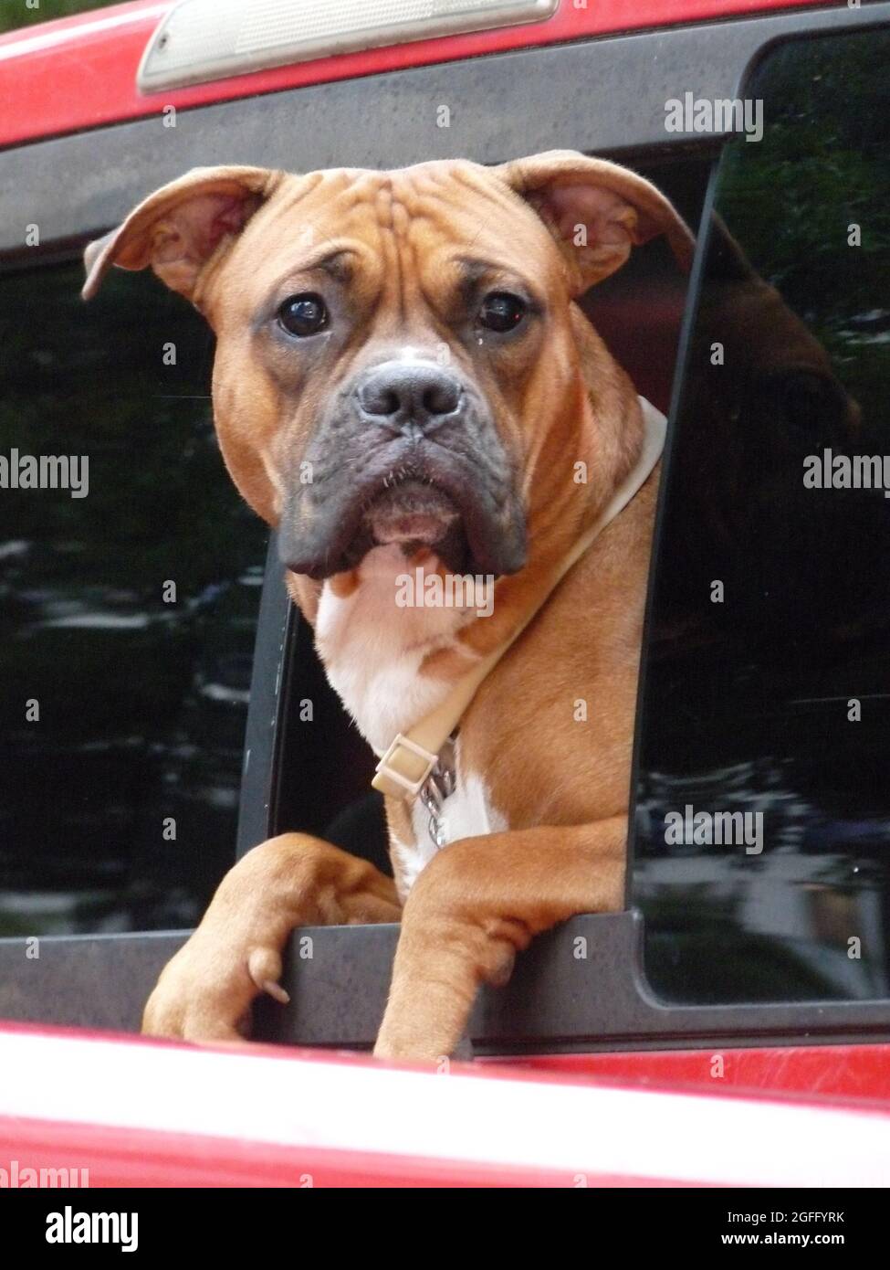 Dog hanging out of car window hires stock photography and images Alamy