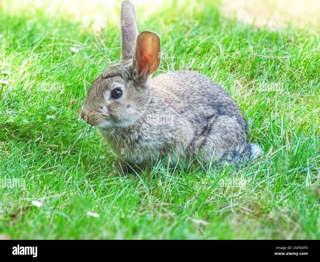 Rabbit Posing For Photo In A Green Field Stock Photo Alamy