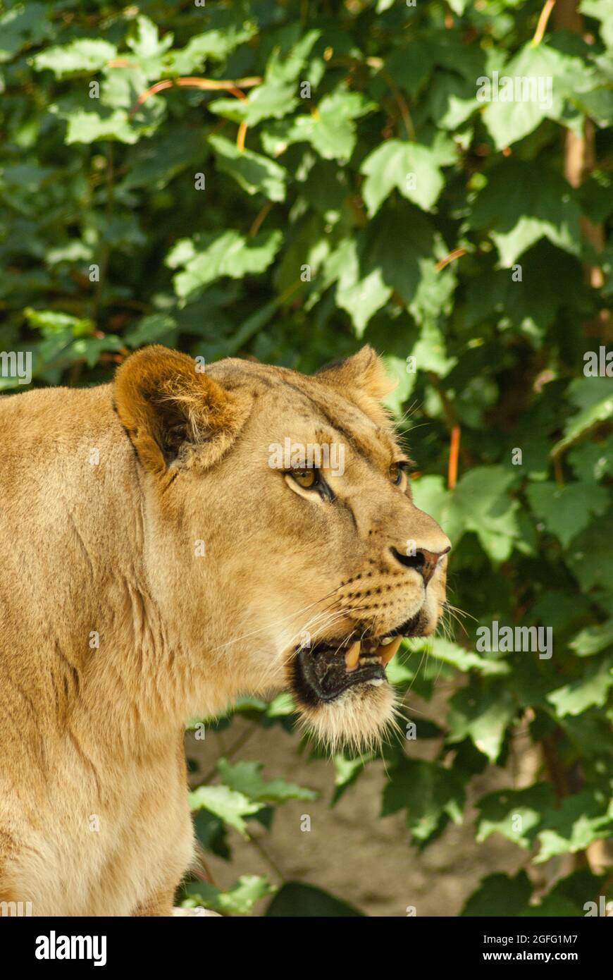 Profile of lioness hunter with open mouth and teeth visible, staring in the distance against green leaves background. Close-up, side view, portrait. Stock Photo