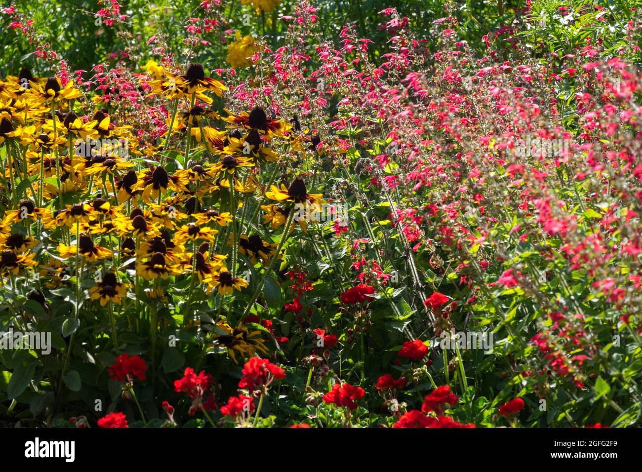 Scarlet Sage Salvia coccinea 'Lady in Red' Rudbeckia Sonora Stock Photo