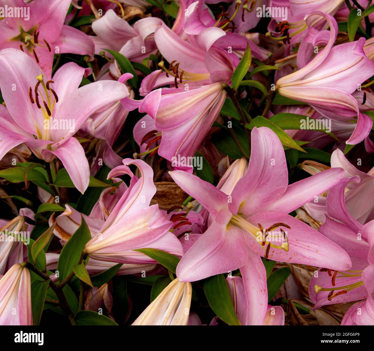 Bright delicate lily flowers in a flower bed Stock Photo