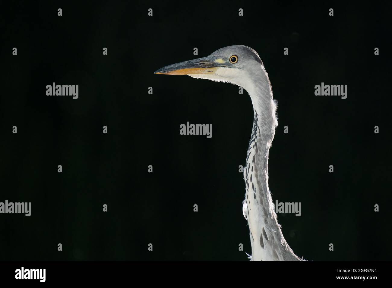 Close up of a grey heron at night. The image shows the next and head only and is set against an almost black background Stock Photo