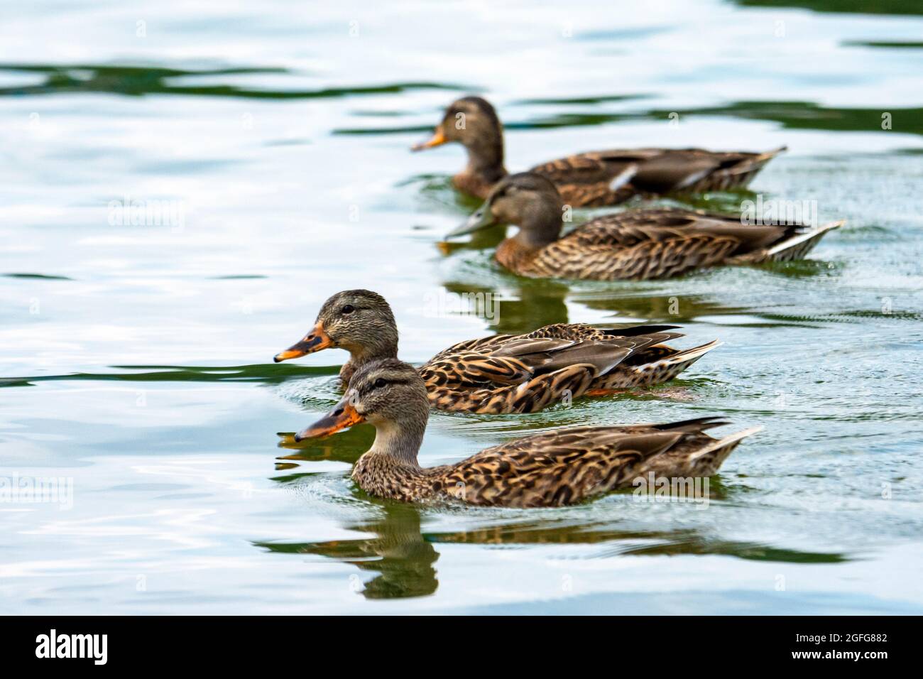 A group of young mallards swim in the lake Stock Photo Alamy