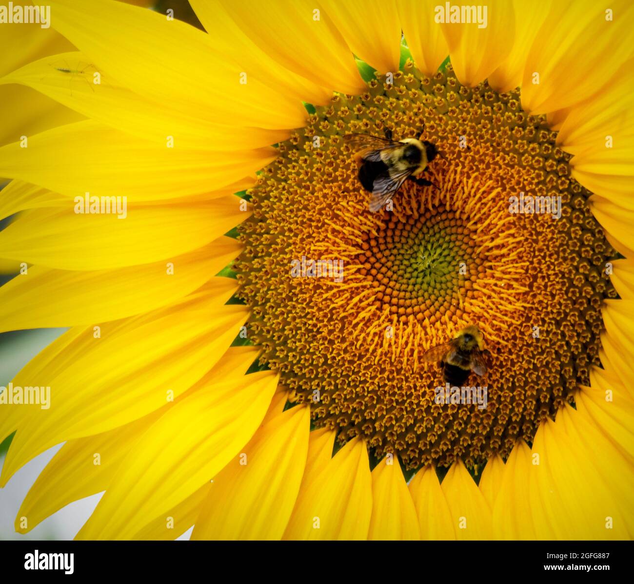 A pair of bumble bees share a sunflower. Stock Photo