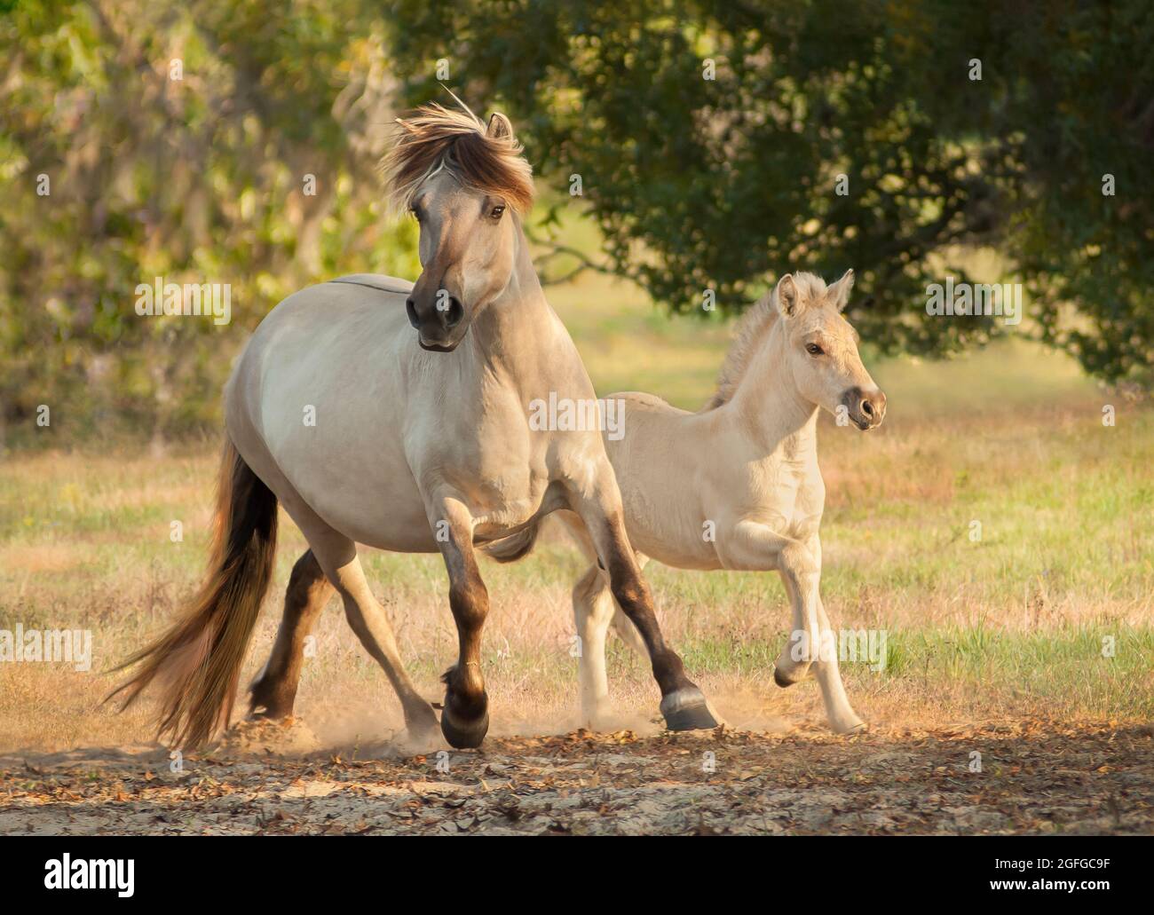 Norwegian Fjord mare with one month old foal at side Stock Photo