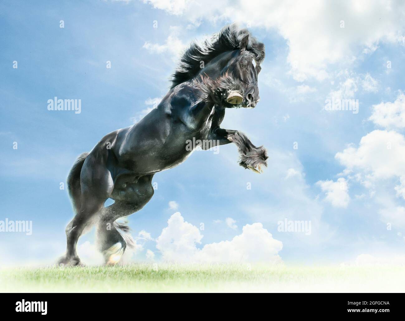 Stylized image of rearing Gypsy Vanner Horse stallion with clouds Stock Photo