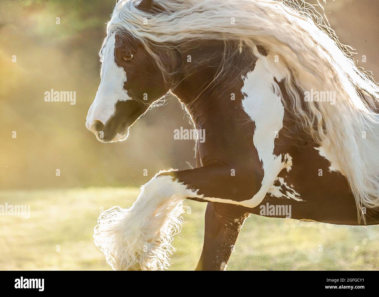 Close up of running Gypsy Vanner Horse stallion with flare Stock Photo