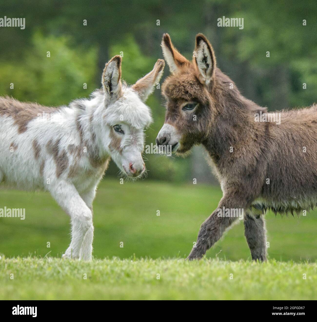 Two Miniature donkey foals on lush green lawn Stock Photo