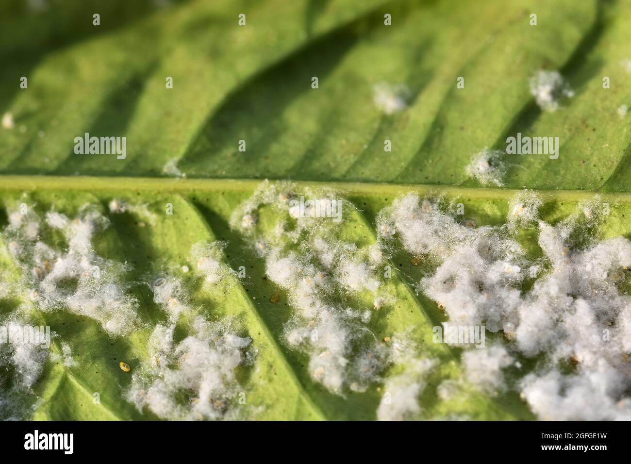 Detail of an orange tree leaf infested by the whitefly pest Stock Photo