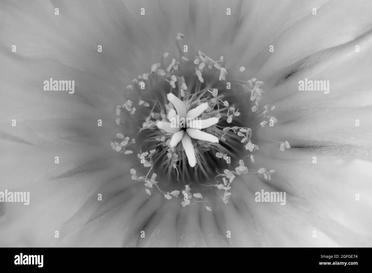 Details of a beautiful flower with delicate petals and stamens of a round cactus in black and white Stock Photo