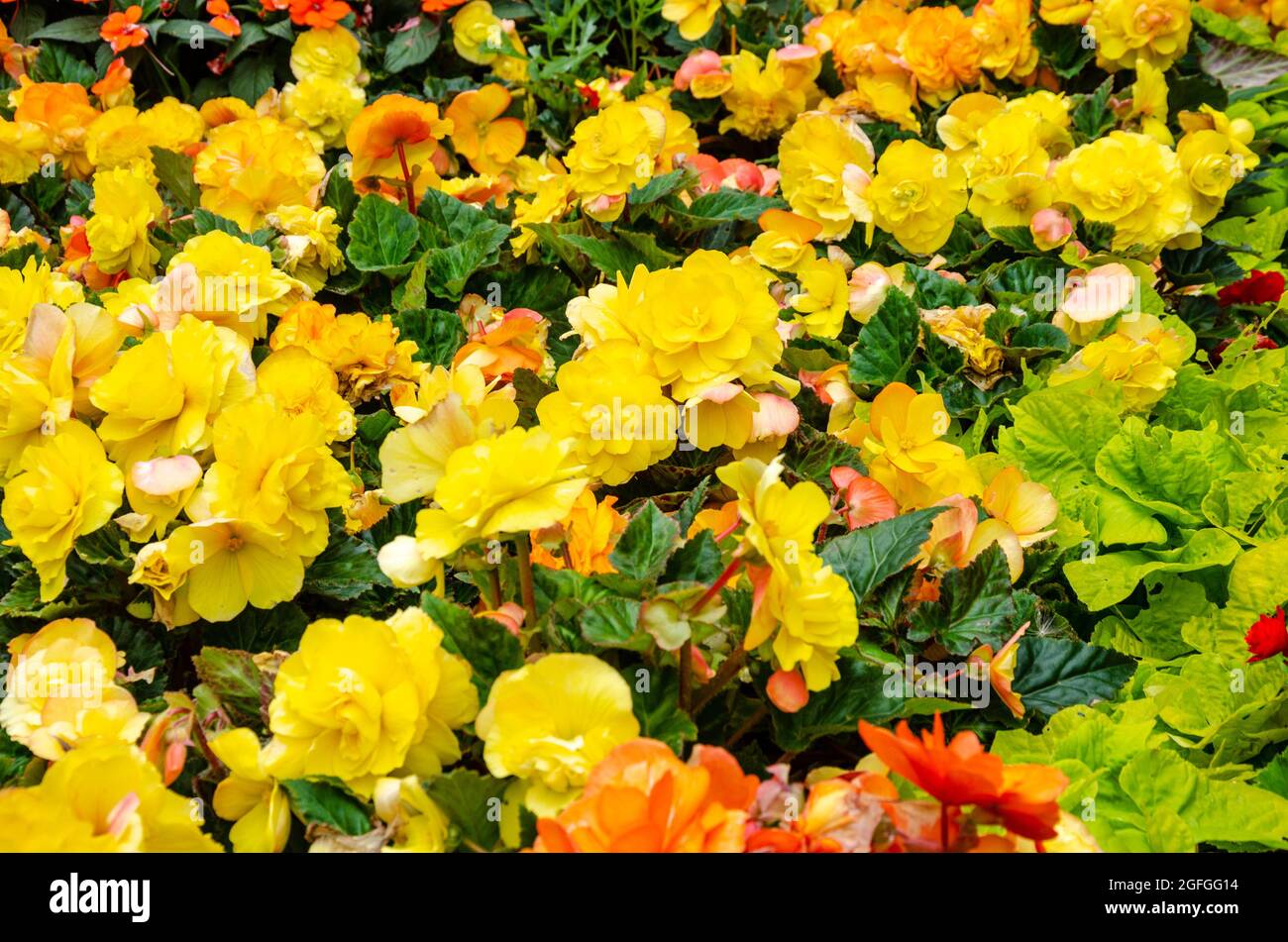 A display of bright yellow begonia flowers. Stock Photo