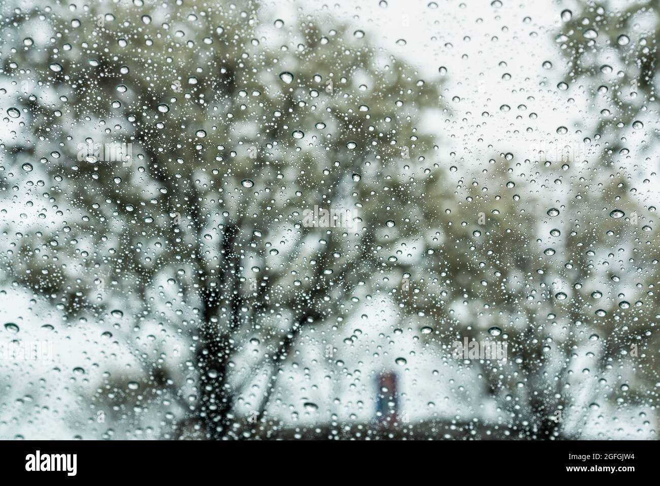 Raindrops on a window; blooming trees in the background, California Stock Photo