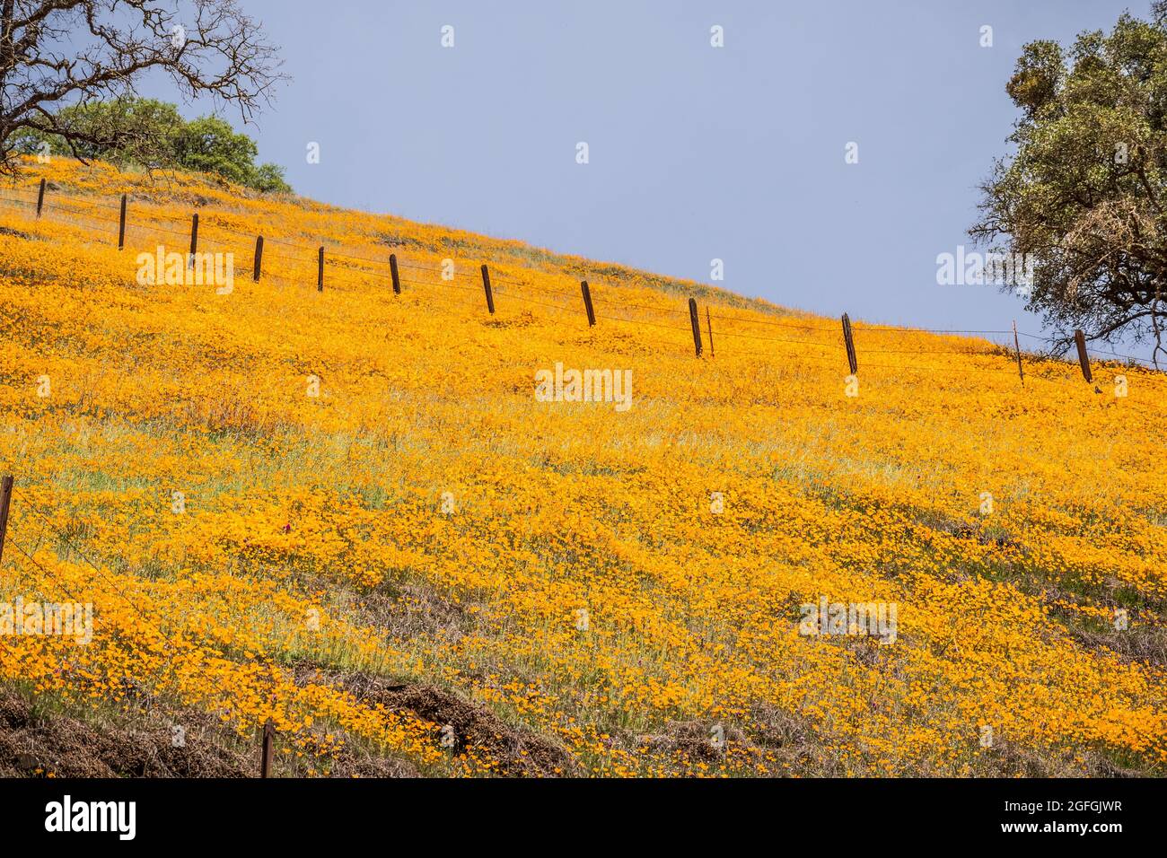California Poppies wildflowers covering a hill in the Sierra Mountains foothills in the springtime; California Stock Photo