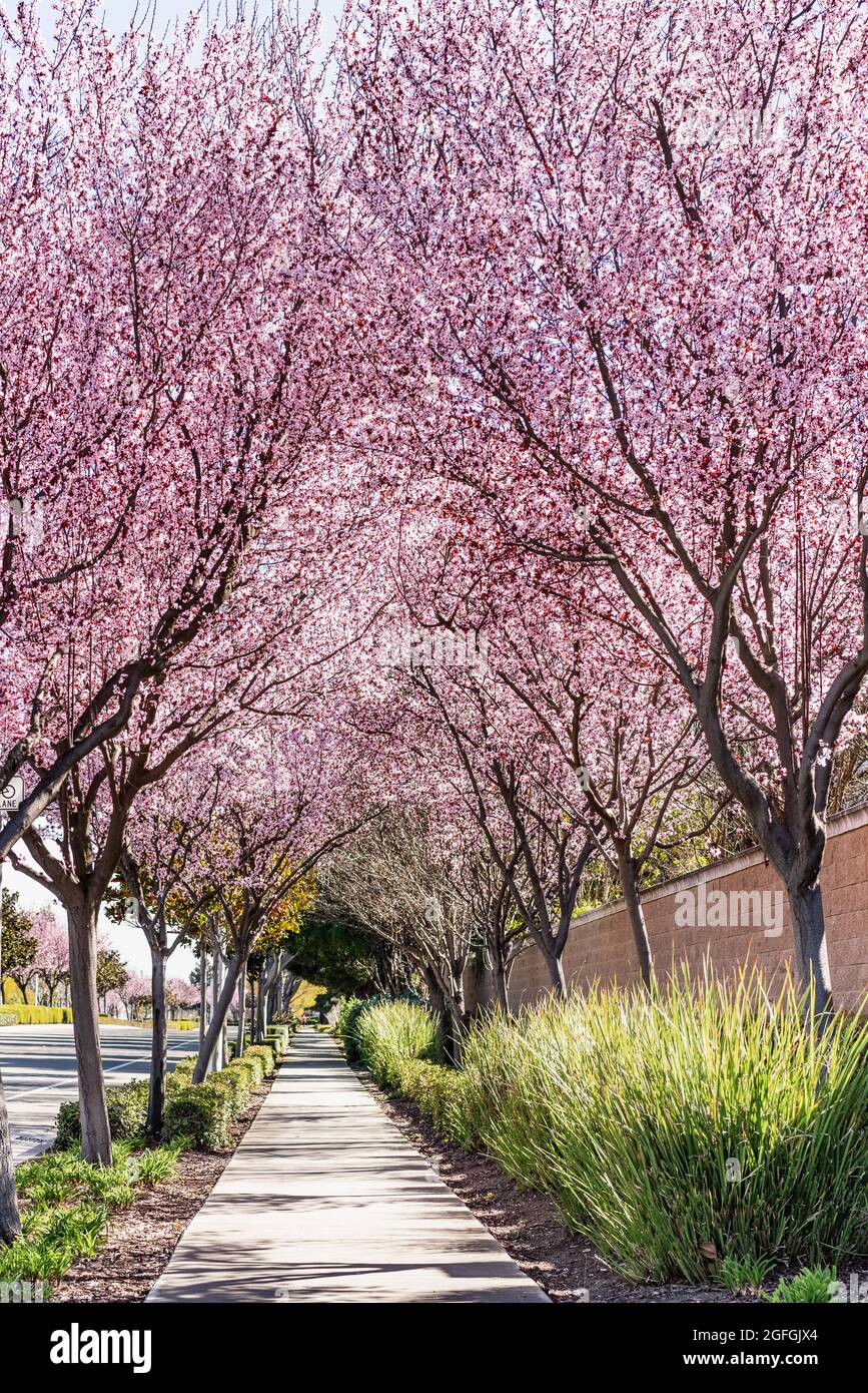 Trees in bloom lining the sidewalk of a residential neighborhood in San Francisco Bay Area, California Stock Photo