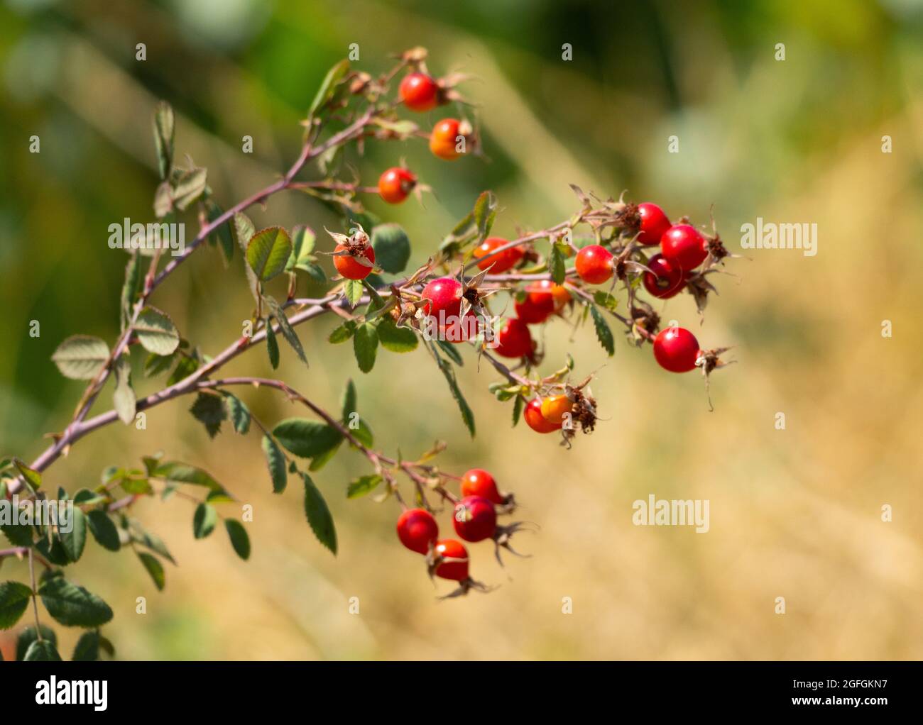 Spiny redberry (rhamnus crocea) plant at the Sepulveda Basin Wildlife Reserve in Woodley, California, USA Stock Photo