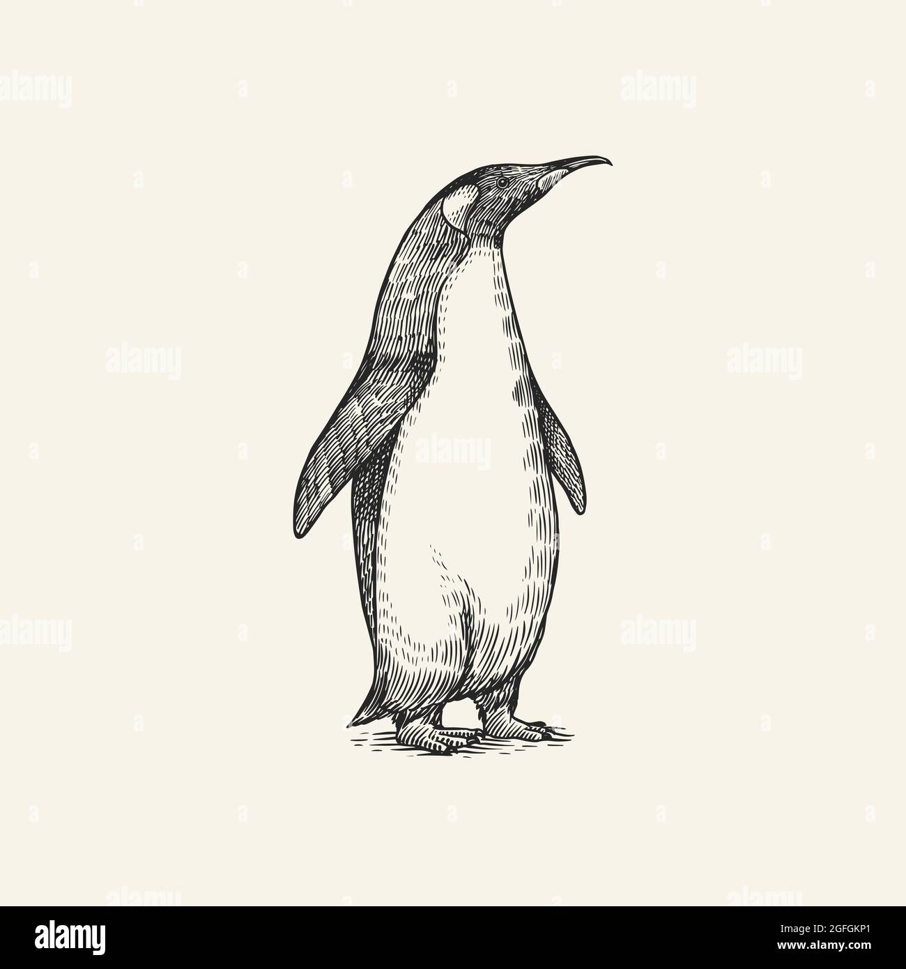 King or Emperor penguin. Cute animal. Vector graphics black and white drawing. Hand drawn sketch. Aquatic flightless bird Stock Vector Image & Art - Alamy King or Emperor penguin. Cute animal. Vector graphics black and white drawing. Hand drawn sketch. Aquatic flightless bird Stock Vector Image & Art - Alamy