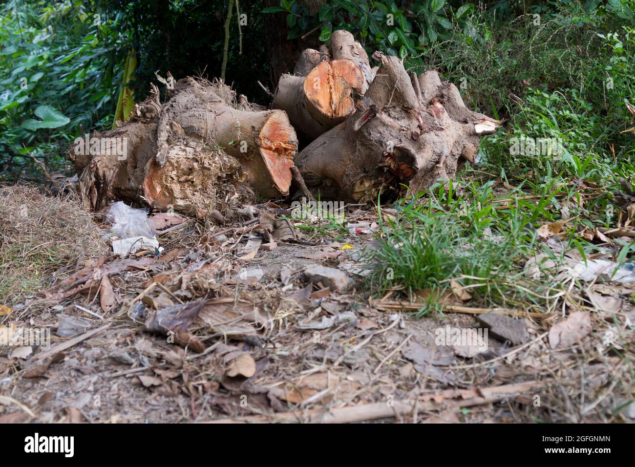 some stump of sengon (albizia) wood that has been cut for industrial use Stock Photo