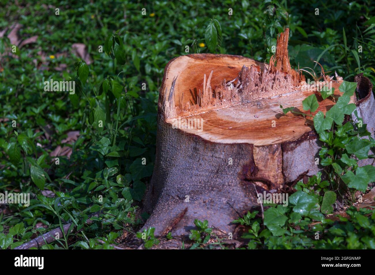 former chainsaw cutting that uprooted the albizia tree Stock Photo