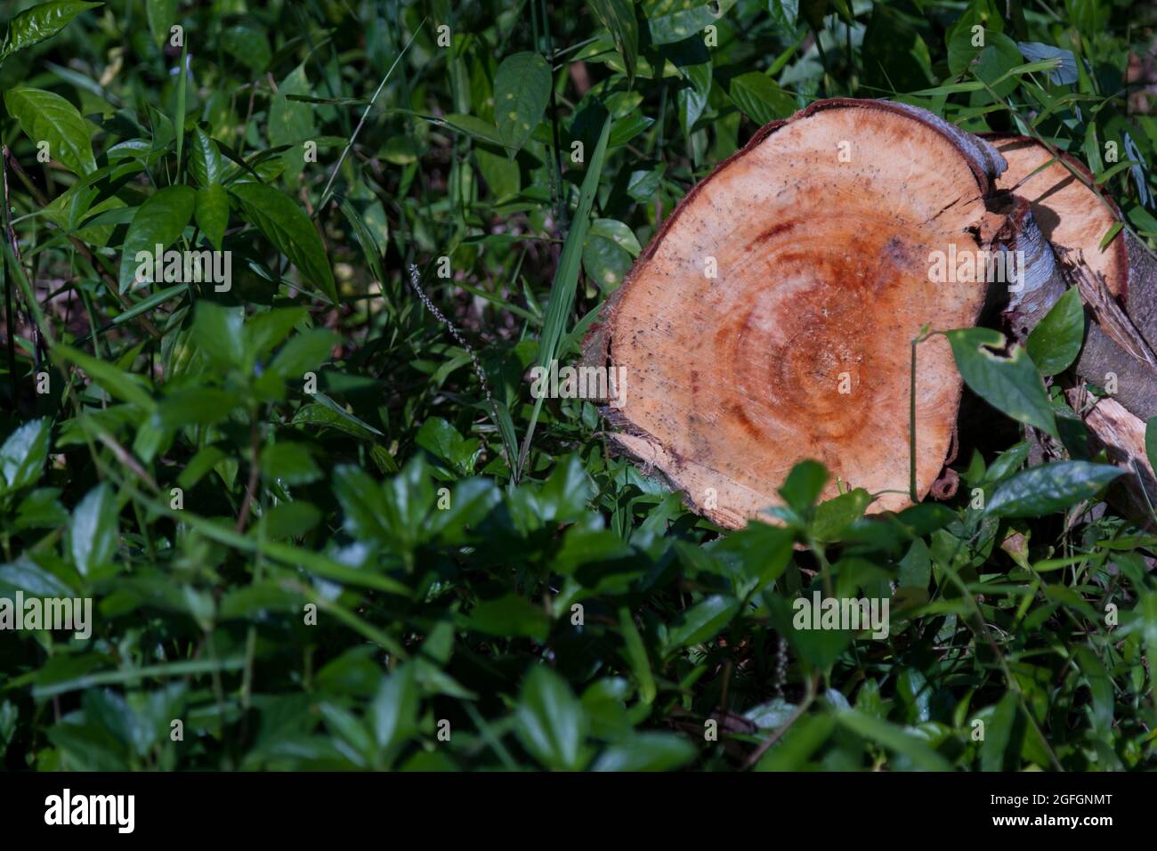 Timber Plants of sengon (albizia) that have been cut for industrial use Stock Photo