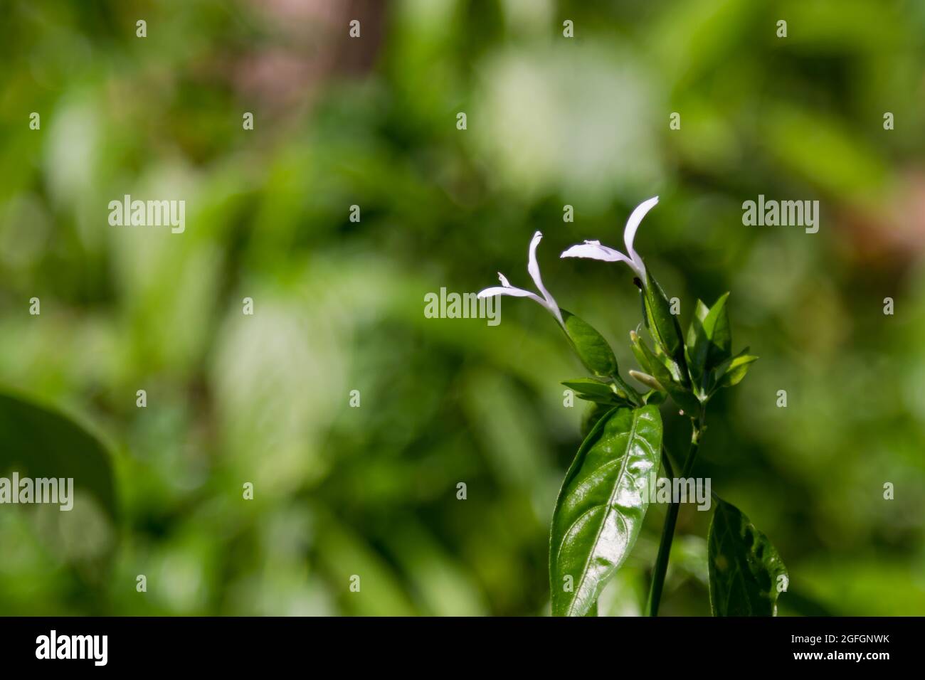 Small shrubs appear among the thick leaves with small white flowers Stock Photo