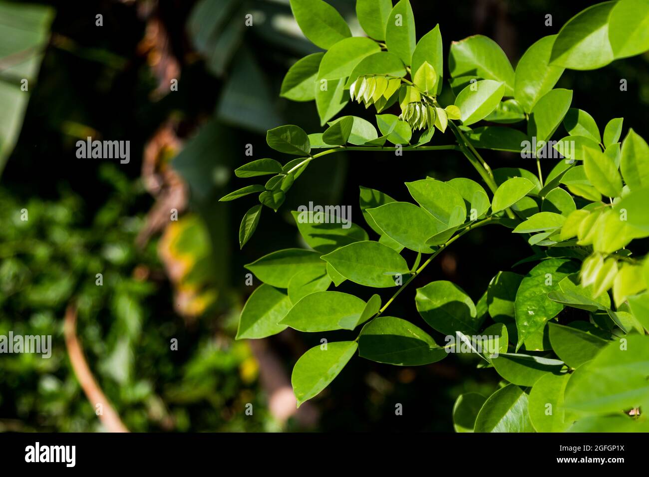Gamal leaf shoots are light green and dark green on a green leaf background Stock Photo