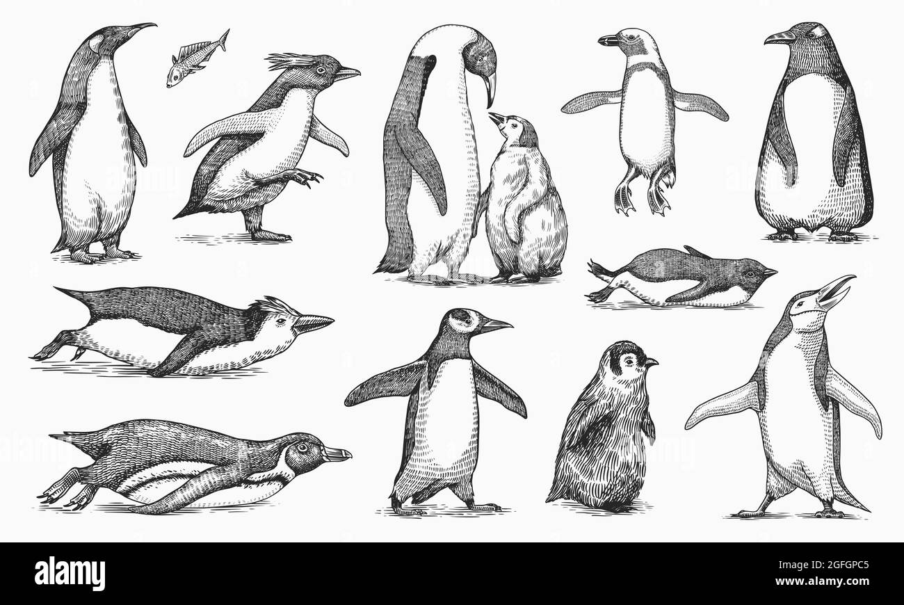 Emperor penguin and cute baby. Adult with juveniles. Small family set