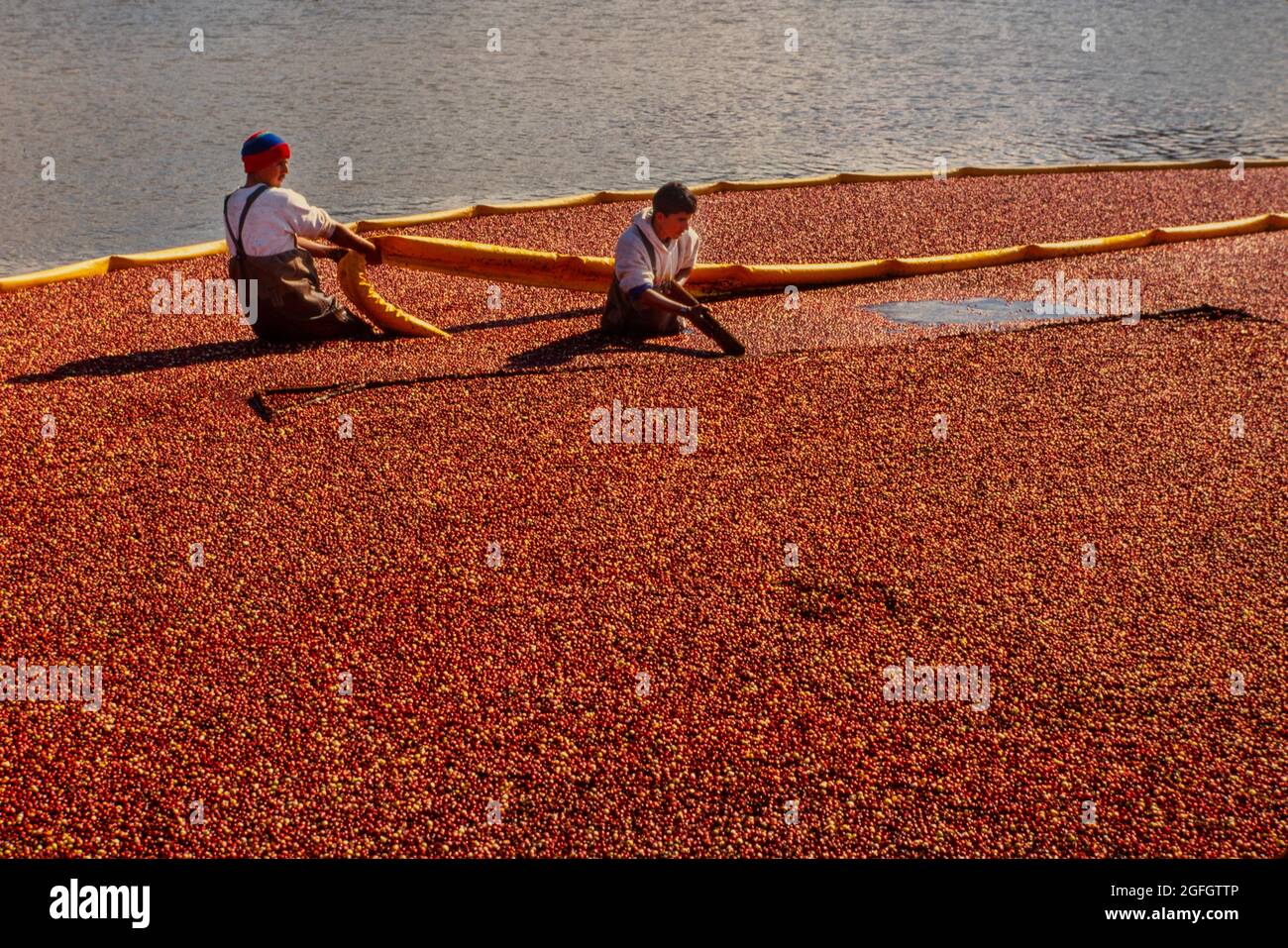 cranberry harvest in pine barrens New Jersey Stock Photo Alamy