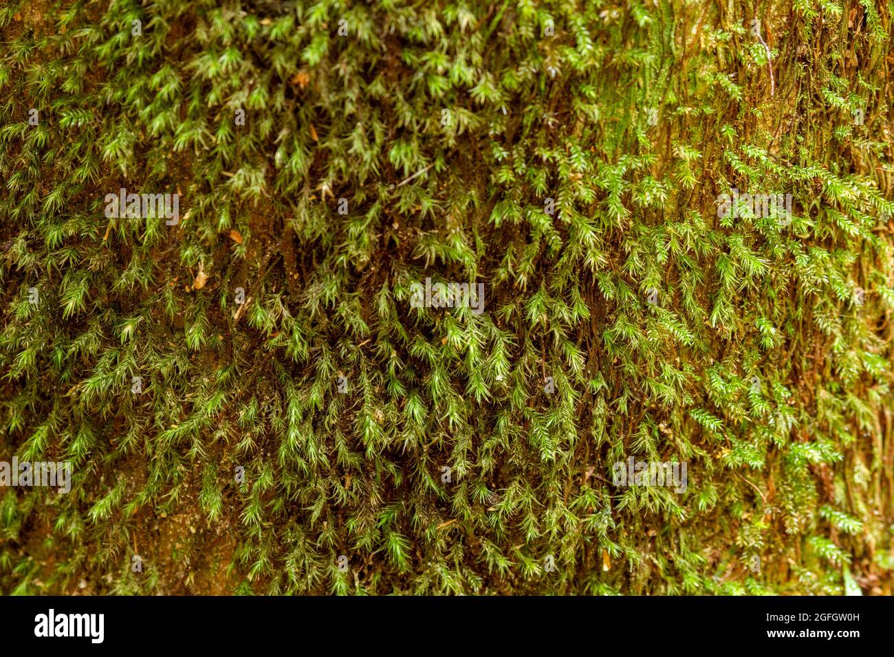 Moss growing on tree trunk in sub-tropical rainforest. Stock Photo