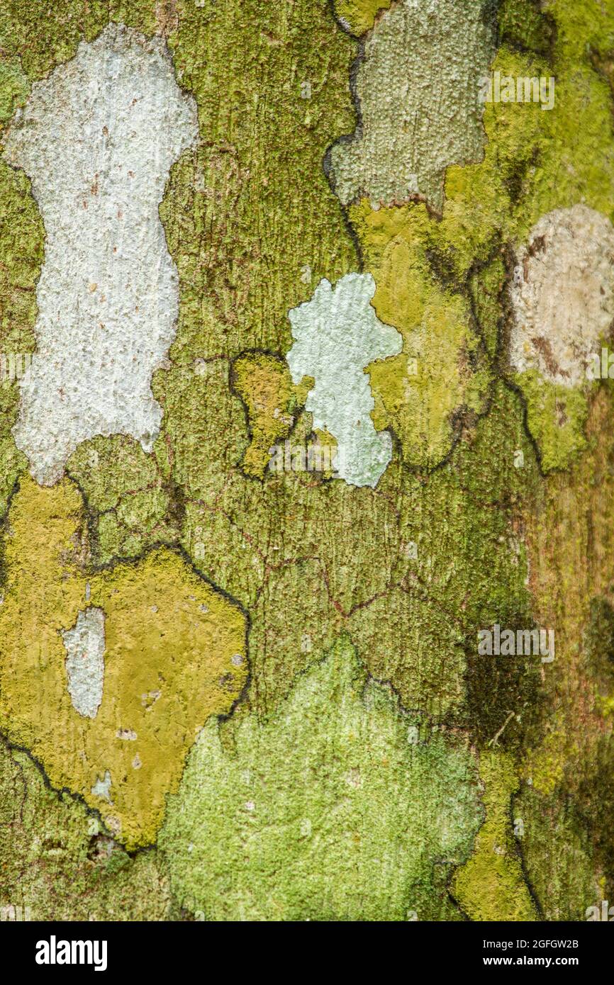 Lichen growing on tree trunk. Stock Photo