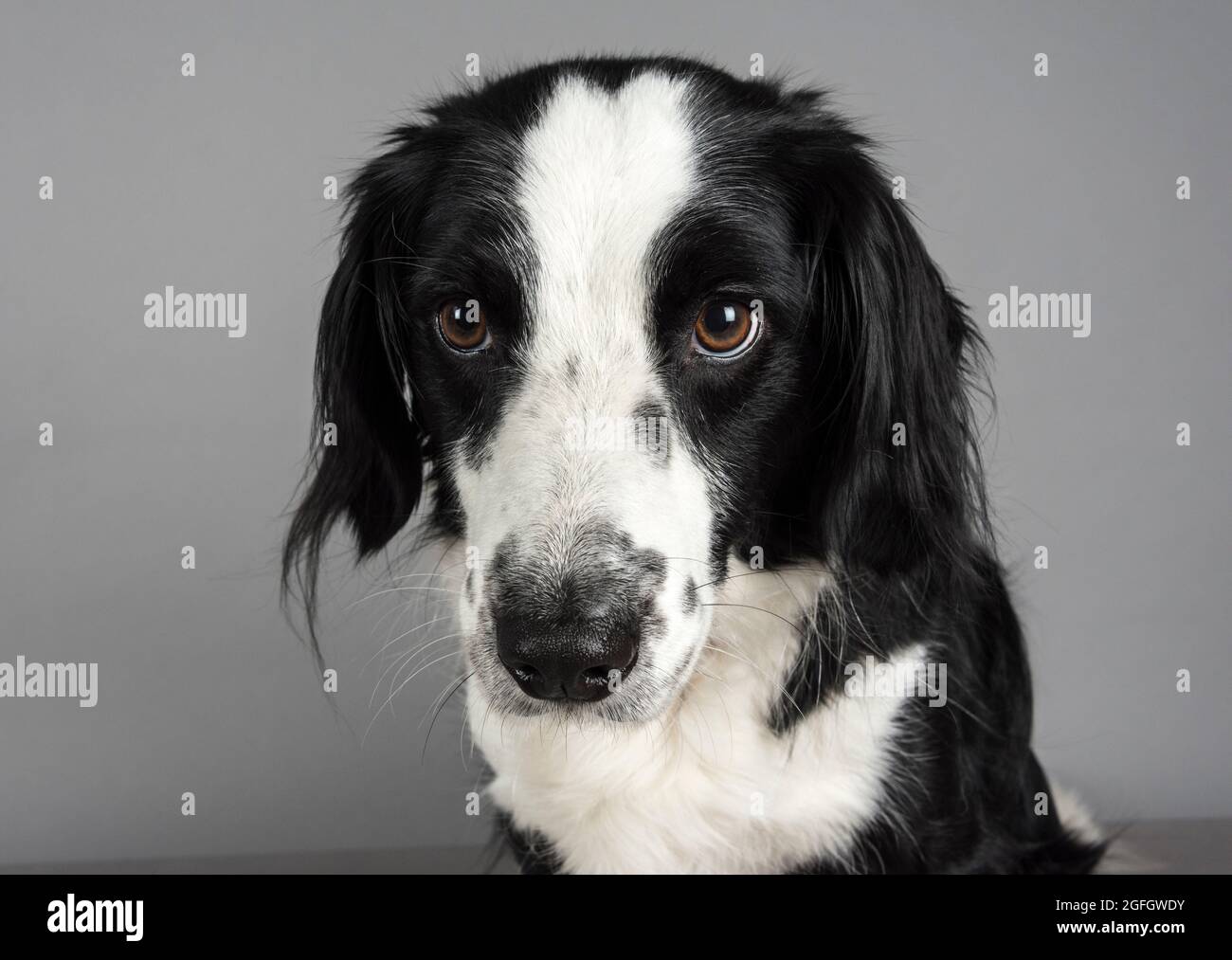 A 5 year old female Border Collie / Springer Spaniel (Sprollie) dog (called Jess) photographed against a grey studio background. Stock Photo