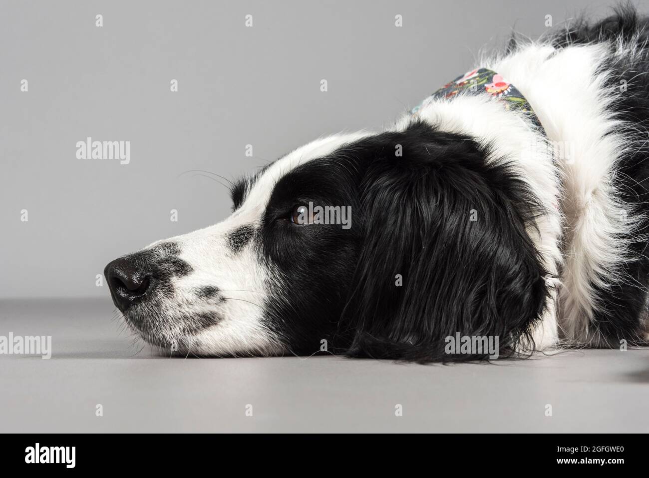 A 5 year old female Border Collie / Springer Spaniel (Sprollie) dog (called Jess) photographed in the studio. Stock Photo